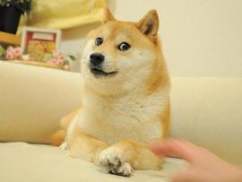 狗狗币背后的那只小柴犬16岁了！_KABOSU:BOSS币