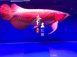 3330亿的“金龙鱼”粮油帝国是如何建成的？有众多不为人知的故事_CEB:KTV