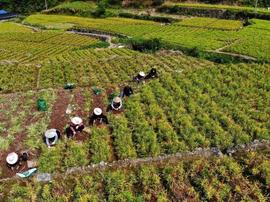 时隔26年重访药乡 看磐安中药产业进化路_比特币:瑞波币是山寨币吗知乎