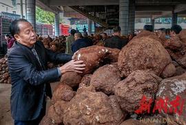 让茯苓从野生到大规模人工栽培！靖州农民王先有传奇_MEV:PAMPTHER