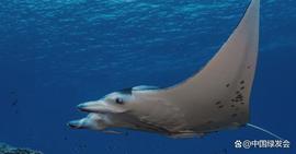 IOC-UNESCO：关注和保护海洋生物多样性，需建立强大的海洋观测基础设施和数据管理系统_DOT:Worldcoin币app