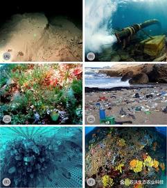 不断变化的海洋中的海洋生态系统恢复_MERCE:ERY