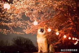 狗狗币：价值5500万美元的Meme硬币流动性的“大部分”支持DOGE_BIT:LootBot