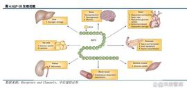 多肽合成试剂行业研究：迎加速发展机遇_DMO:MBH