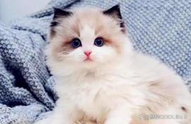 布偶猫价格多少钱一只_NEW:ETK