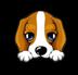 XSHIB_XSHIB币价格_XSHIB最新价格_XSHIB交易所